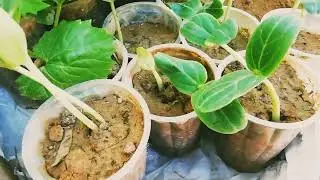 grow vegetable🍈 seed in disposal glass and transfer to farming land #seed #vegetables #grow #plant