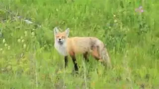 Swift fox in Southern Alberta - Waterton Lakes National Park