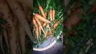 Bangor HYBRID carrot harvest