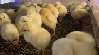 New Cornish Cross Chicks from Valley Farms Hatchery