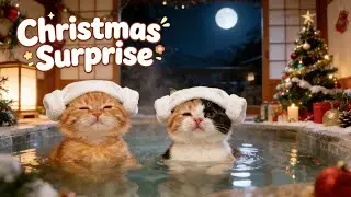 The Most Precious Gift Is Family❤️ #love #cat
