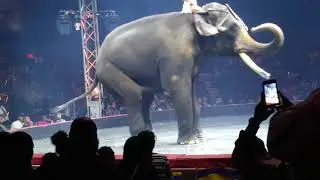 UniverSoul Circus elephants