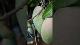 Semburat Merah Mangga Kiojai 😍🥭