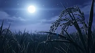 Tranquil Chill Lofi Skies Opening Above Rice Fields Glowing Softly Beneath Quiet Starlight