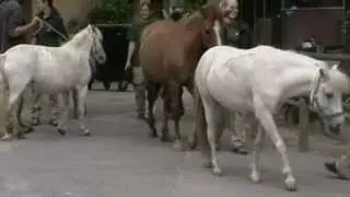 viena zoo