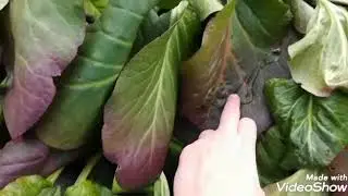 Металлолом. Скучаю по даче.