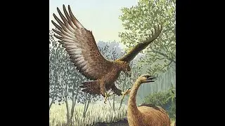 Haast's Eagle Song