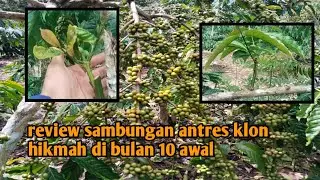 Review hasil penyambungan kopi di bulan 10 awal klon hikmah