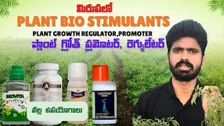 #మిరపలో PGR,PGP ప్లాంట్ బయో స్టీమ్ లెంట్ వల్ల ఉపయోగాలు#మిరప మొక్క పెరగడానికి#eraithutelugu 
