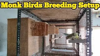 Breeding Birds Diet Food | Vegetables | Fruits | தமிழில் | Fancy Birds Chennai