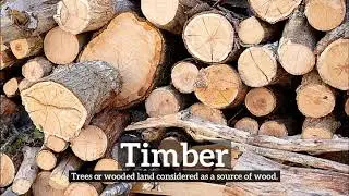 What is Timber? | How Does Timber Look? | How to Say Timber in English?