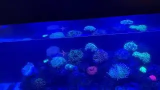 How to get better pH and coralline - CO2 reactor