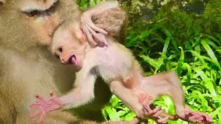 mom monkey so cute With baby monkey lovely mom #babymonkey 