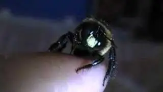 CARL MY COUSINS PET BEE