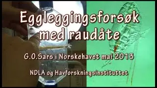 Eggleggingsfors&oslash;k med raud&aring;te