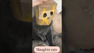 Naughty Cats Naughty 😺 | Funny & Cute Cat Moments#cat