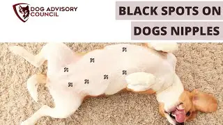 Black Spots On Dogs Nipples