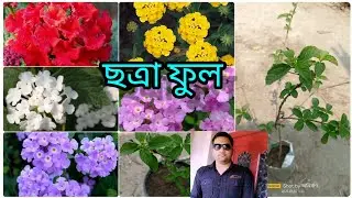 lantana/putus/chhatra flower plant potting and care#lantanacamara@anirbanda