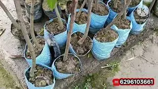 न्यू सुहाना नर्सरी पर रियल वैरायटी हेल्दी पौधे रीजनेबल प्राइस में मिलेगा ओरिजिनल प्लांट