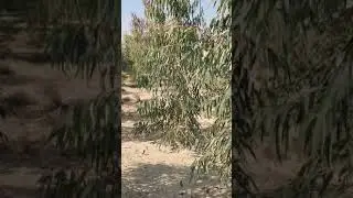 Eucalyptus Sufaida Plants Farming / سفیدہ کا درختی جنگل لگانے اور منافع کی معلومات