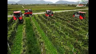 Weinlese XXL/ 5x ERO Vollernter/ Agrarservice Fleischmann