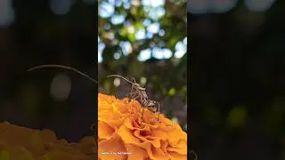 How to capture Arilus cristatus insect in mobile using pro mode 🔥 IlTips And Tricks 📸