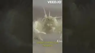 Yeti Crab #shorts #shortsvideo #animals #biology