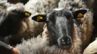 OVČARSTVOM do srećnog života - FARMA MIJATOVIĆ, Petrovčić