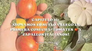 Abonamos el suelo, polinizamo los zapallos y llegó la primera cosecha: tomates 🍅y zapallos italianos