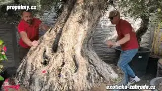 Exotická zahrada 2025 - druhá část