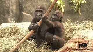 World Gorilla Day
