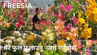 Freesia flower A Scented flower Grow and Complete Care Guide Tips In Nepali Language