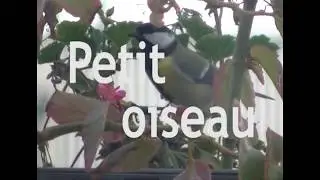 B(qua)sin // Petit Oiseau