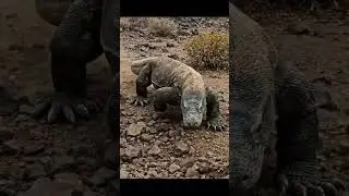 Komodo dragon walk looks prehistoric 🦎😳