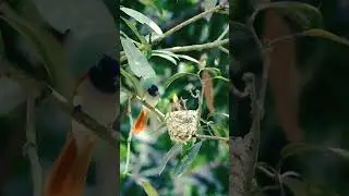 Indian Paradise Flycatcher Female feeding chick's 🌿 #shorts #wildlifephotography #birdingparadise