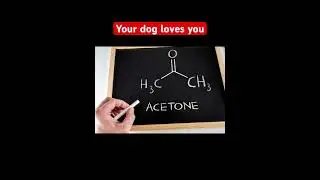 SMELLS THAT DOGS ABSOLUTELY HATE! Remember your dog loves you! #doglovers #dogshorts #dogs #pets