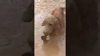 Dip IN the MUD! #muddy #mudbath #puppy #dog #pup #goldenretriever