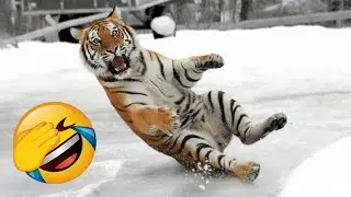 Funniest Animal Videos 🍒 When Pets Do the Silliest Things 😹 😜 #funny_cats #catvideos