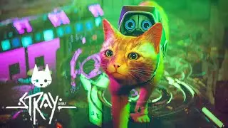 [4K60] Relaxing Cat Walk in Stray