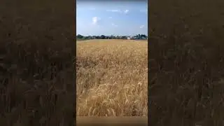 Какую ложную мысль о ГМО нам внедряют