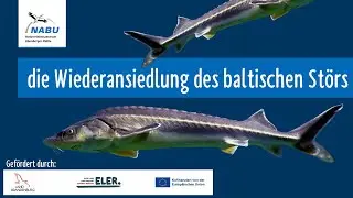 Baltischer St&ouml;r: Wie die R&uuml;ckkehr in Oder & Ostsee gelingt (NABU Vortrag)