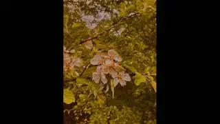 Longing - memories of you