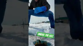 Рыбалка на треску подо льдом Арктики! 🎣 🥶 #подледнаярыбалка #ловлятрески #Арктика #короткиевидео