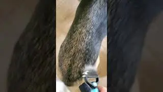reviews  Docrok Dog Brush and Comb Combo, Undercoat Rake for Dogs, Dematting Deshedding Dog Brush
