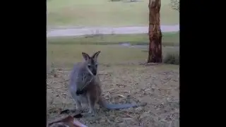 NEWNES CAMP TRIP