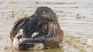 Shoveller duck waddles around in a Rajasthan wetland, its bright yellow eye against a black head