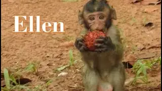 Ellen monkey and Elsa monkey are looking the foods under raining