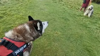 Old Husky Just Wants To Play All The Time!