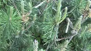 European Pine Sawfly Larvae