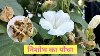 निशोथ की पहचान और फायदे  | pet saaf karne ke upay | Nishoth ke fayde | कब्ज का रामबाण इलाज |